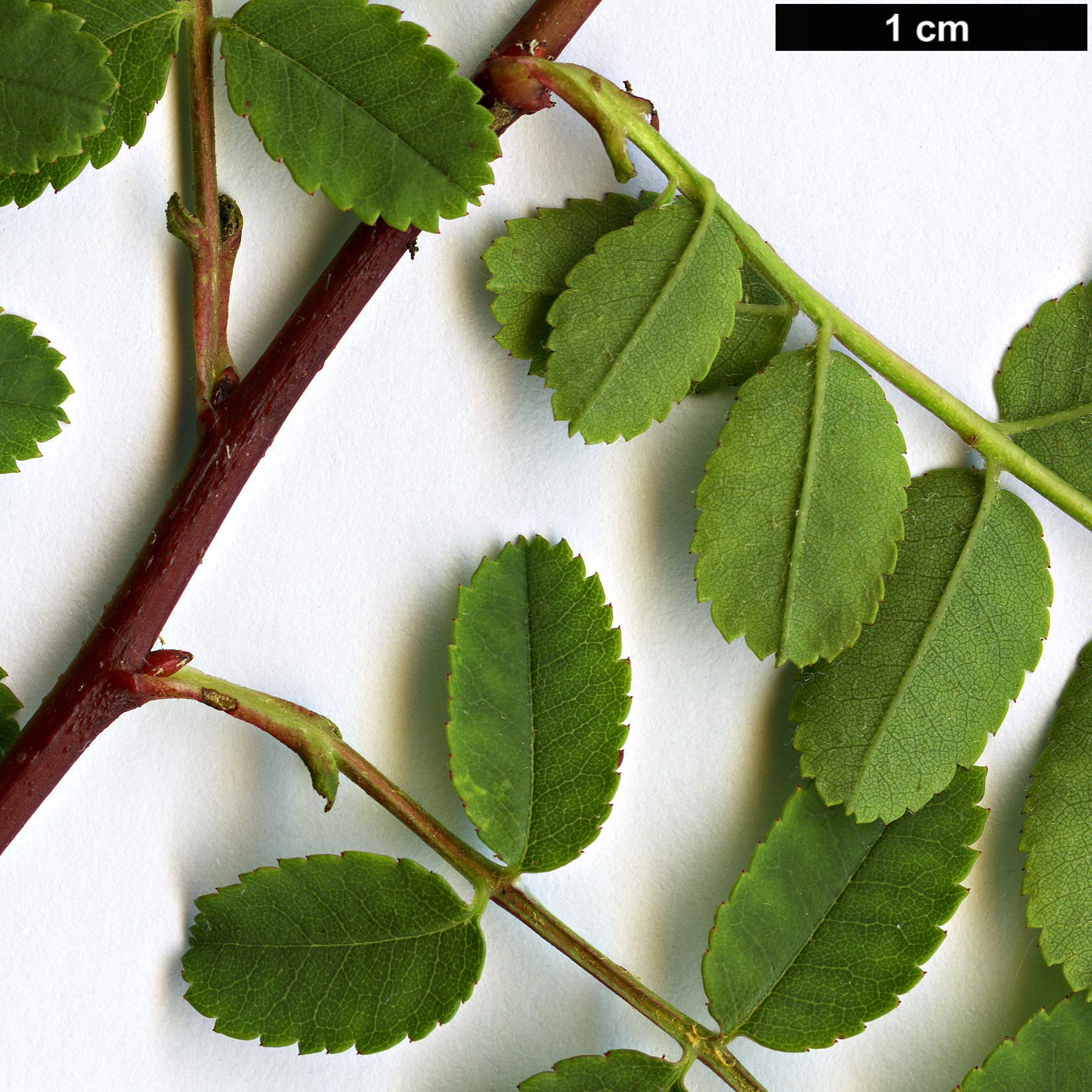 High resolution image: Family: Rosaceae - Genus: Rosa - Taxon: xanthina - SpeciesSub: f. hugonis
